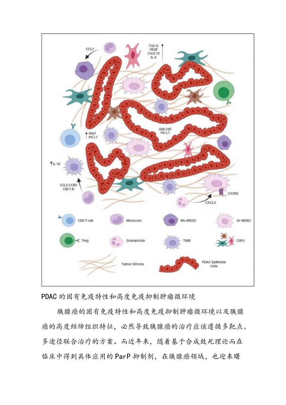 PARPi联合ICIs治疗胰腺癌 合成致死与免疫检查点的双向协同.docx_第3页