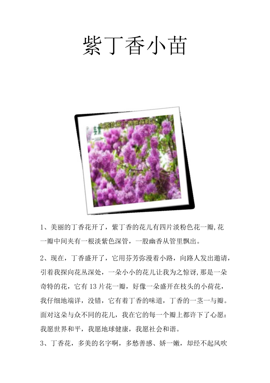 紫丁香小苗.docx_第1页