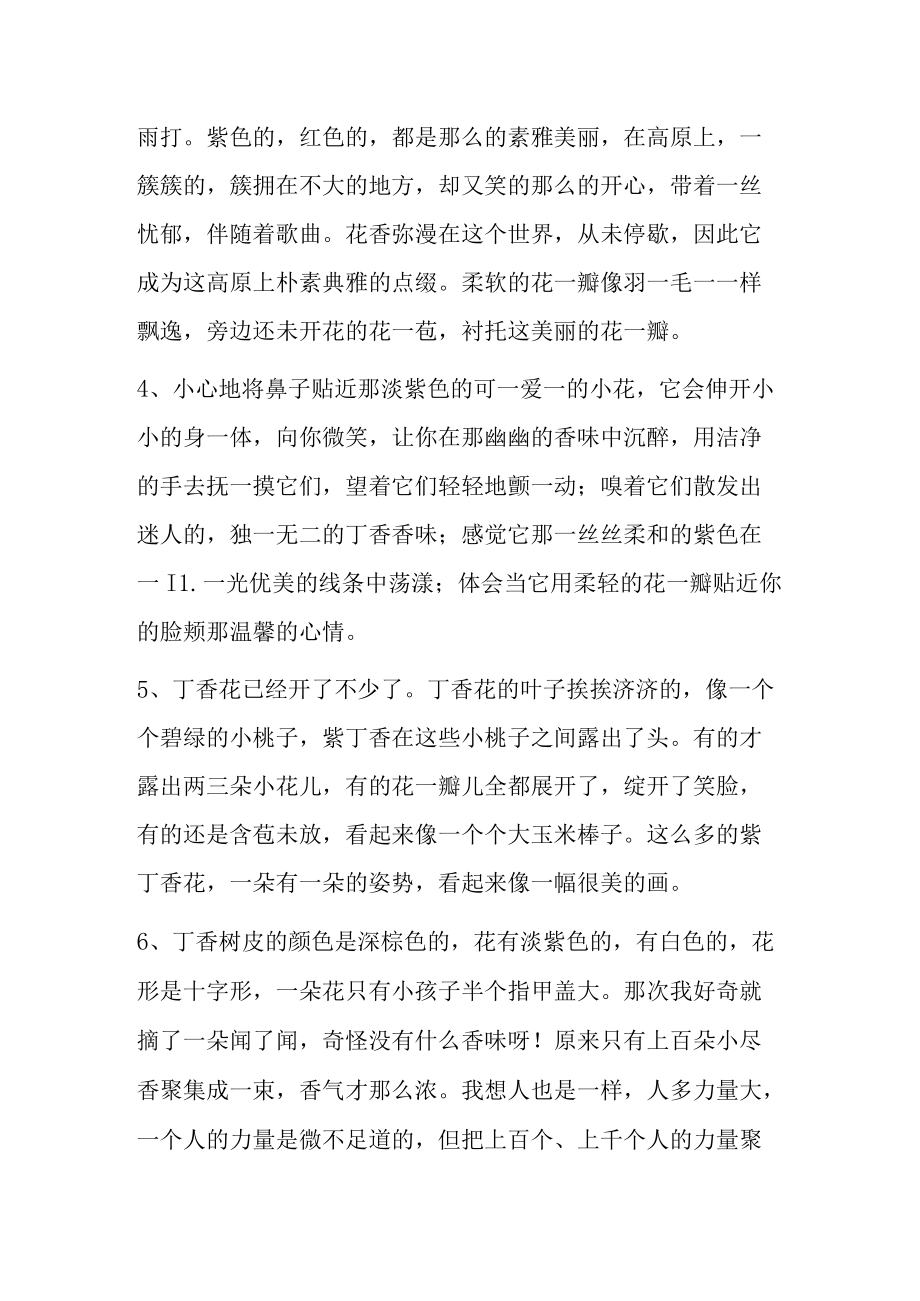 紫丁香小苗.docx_第2页