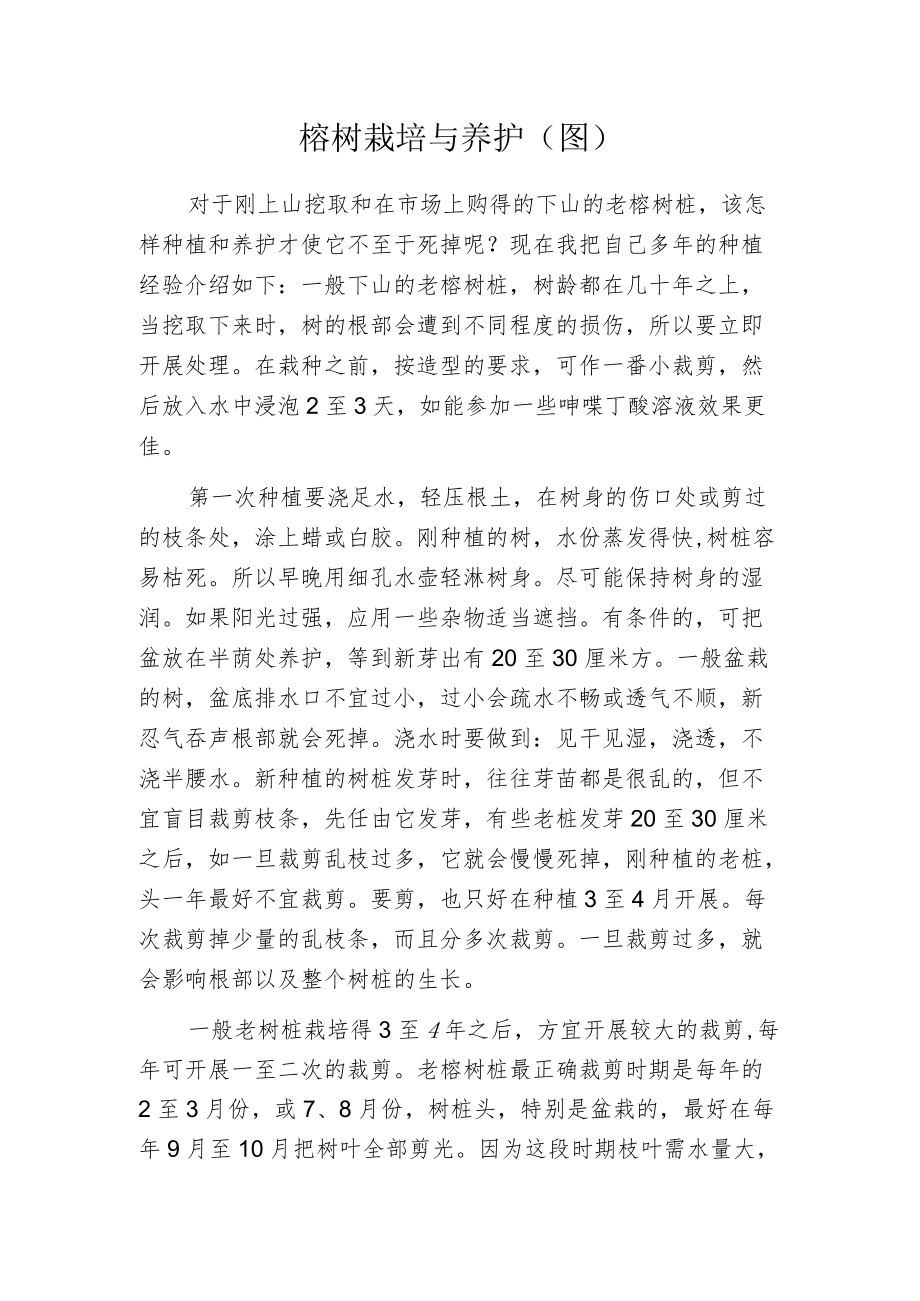 榕树栽培与养护.docx_第1页