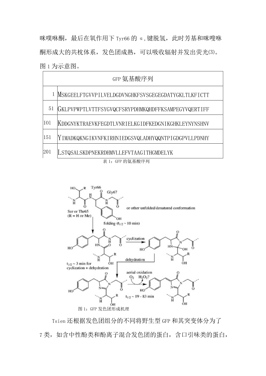 绿色荧光蛋白的结构和应用.docx_第2页