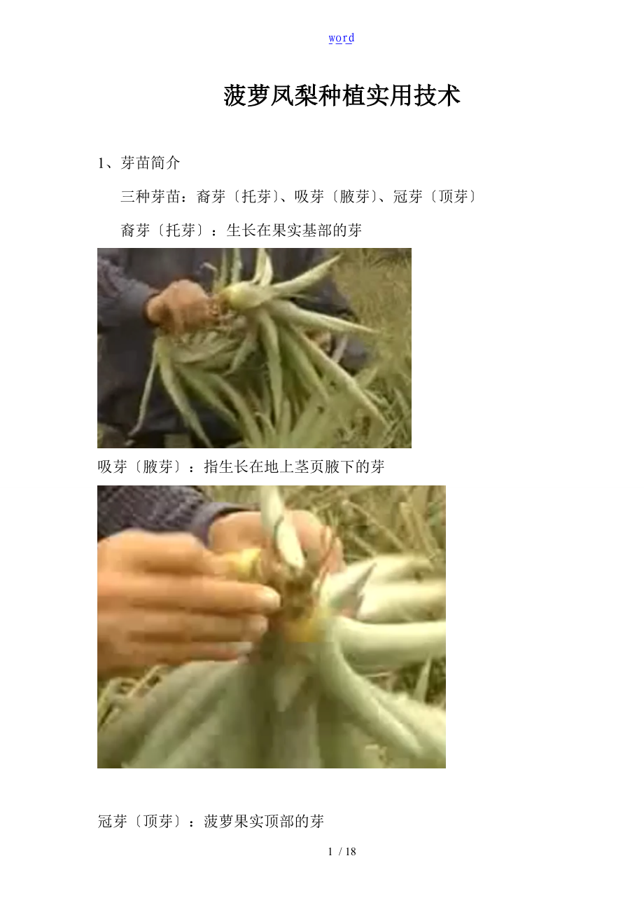 菠萝凤梨种植实用技术.doc_第1页