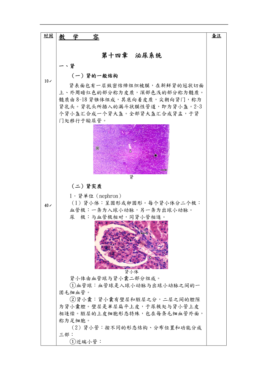 组织胚胎学之泌尿系统方案.doc_第2页