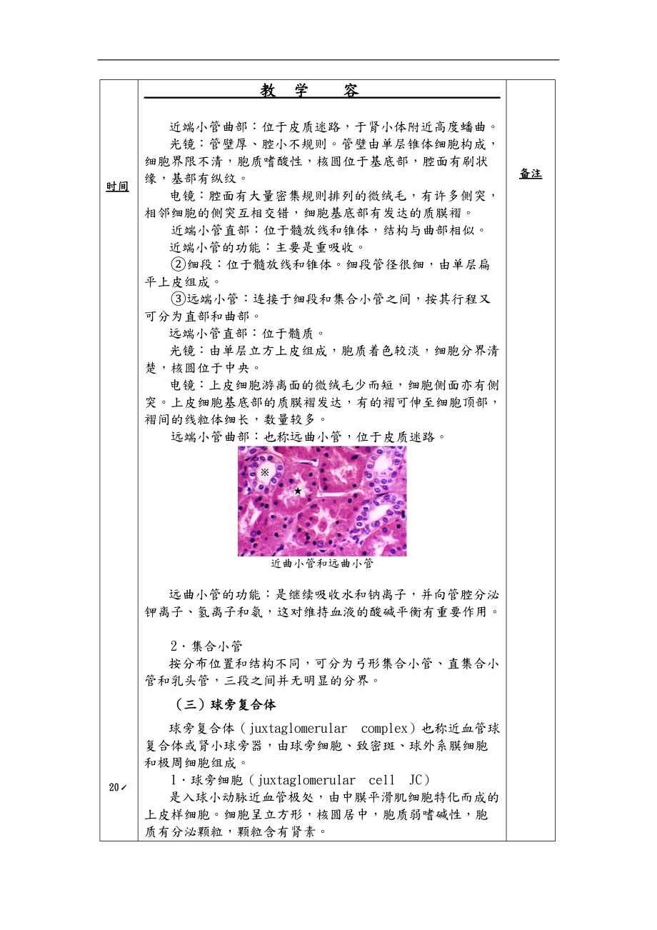 组织胚胎学之泌尿系统方案.doc_第3页