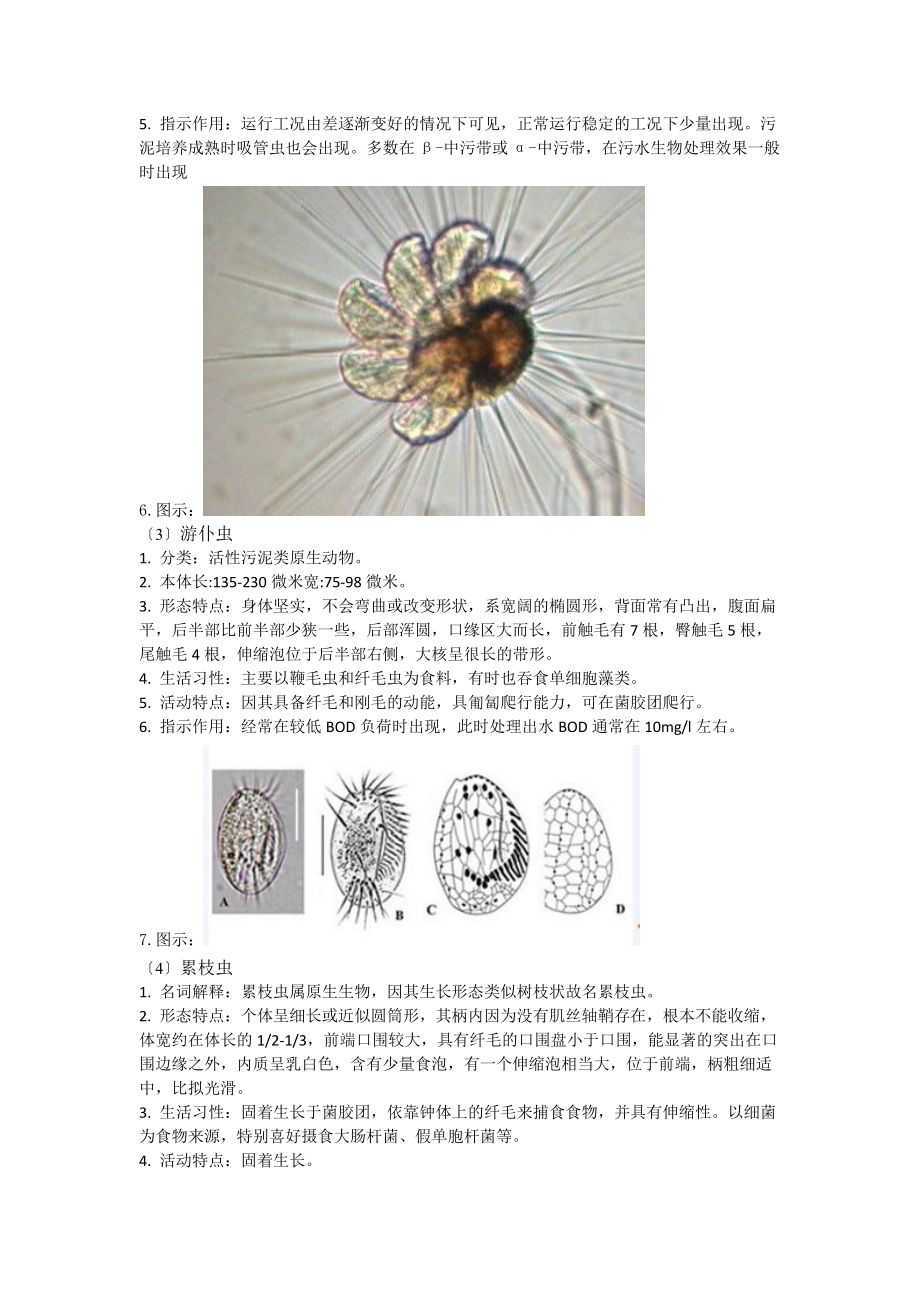 微型后生动物与原生动物在污水处理厂运行效果判断地应用.doc_第3页