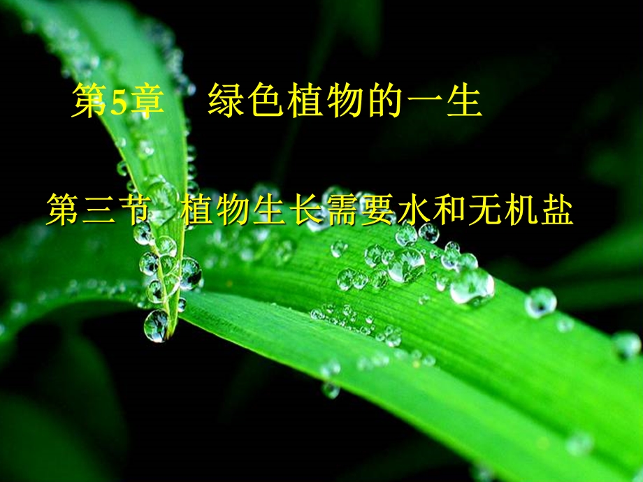 植物生长需要水和无机盐.ppt_第1页