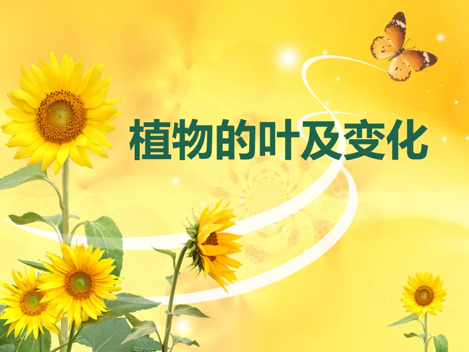 植物的叶及变化.ppt_第1页