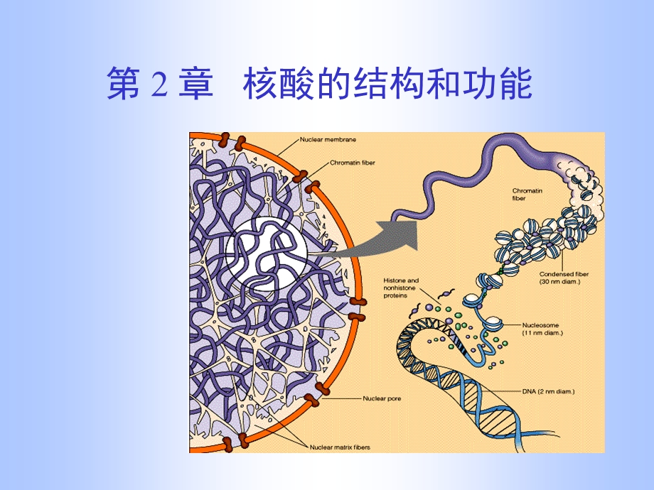 第02章核酸.ppt_第1页