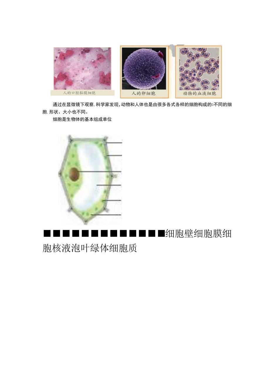 2023新大象版（河南版）科学六年级上册全册各课时知识点.docx_第3页