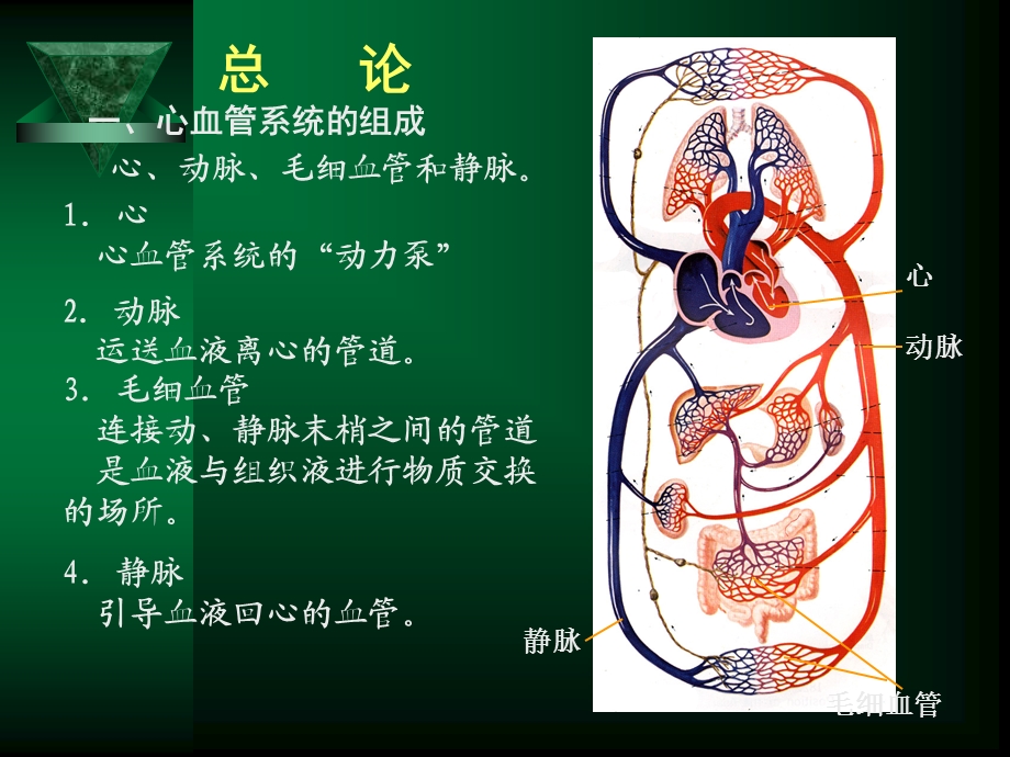 循环系统疾病修改.ppt_第2页