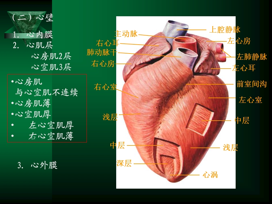 循环系统疾病修改.ppt_第3页