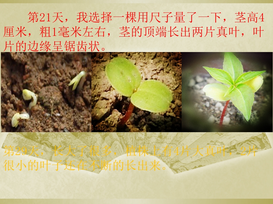 植物生长过程记录.ppt_第3页