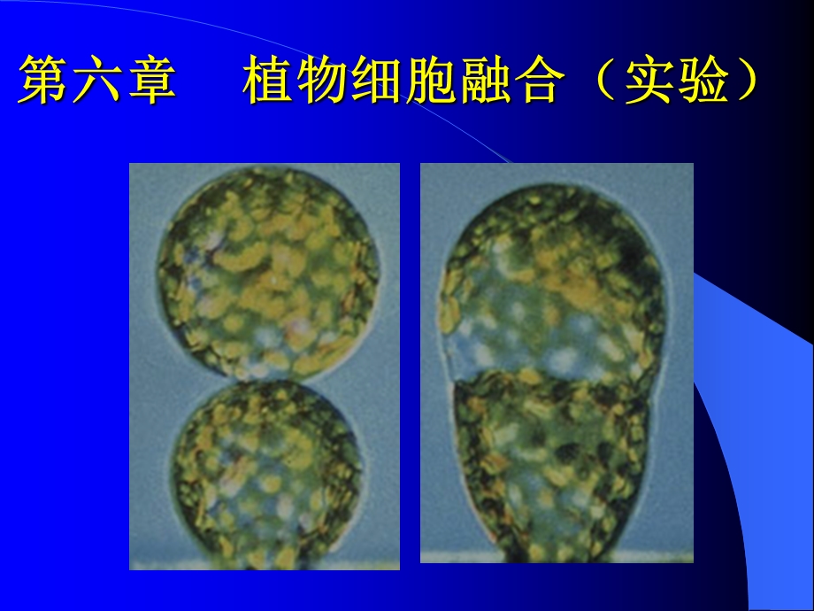 植物细胞融合(实验).ppt_第1页