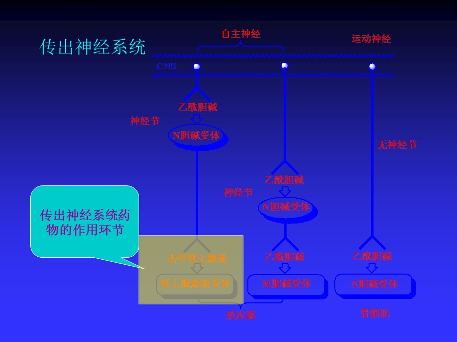 拟肾上腺素药和抗肾上腺素药.ppt_第1页