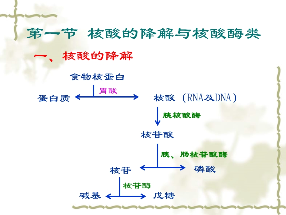 第10章核酸的降解与核苷酸代谢.ppt_第2页