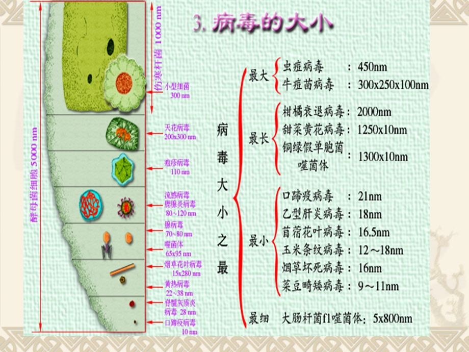 病毒形态与结构.ppt_第3页