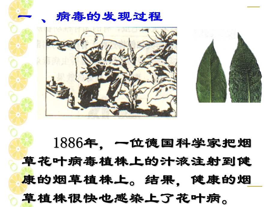 病毒发现史.ppt_第1页