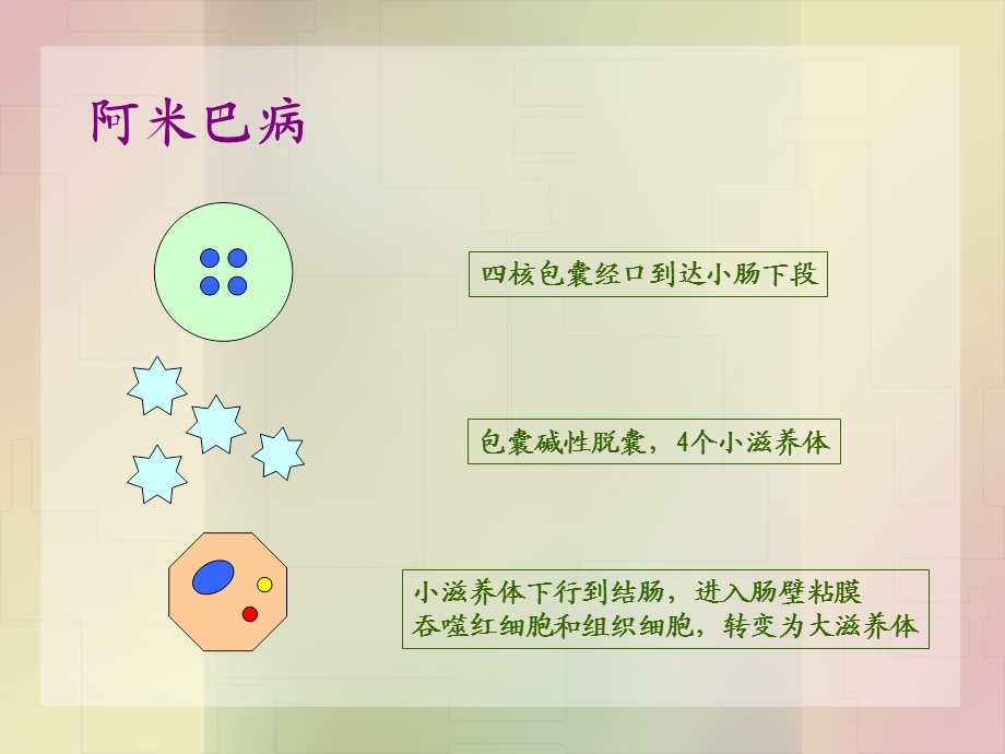 病理学寄生虫.ppt_第3页