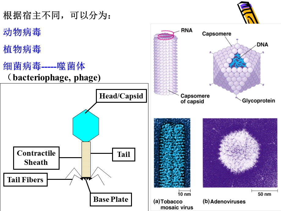 病毒的传分析.ppt_第3页