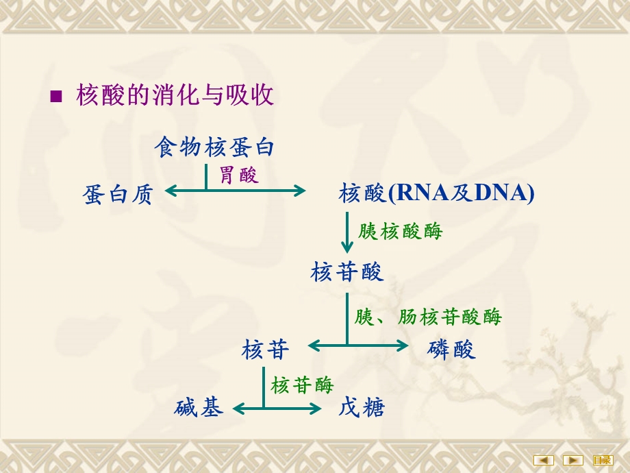 第10章核苷酸代谢.ppt_第3页