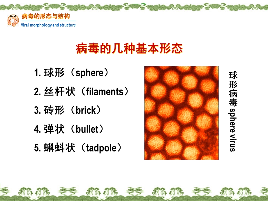 病毒的形态增殖与变异名师编辑PPT课件.ppt_第3页