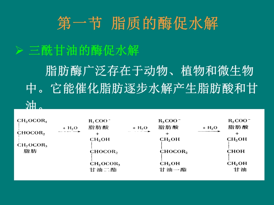 第10章脂质代谢.ppt_第3页