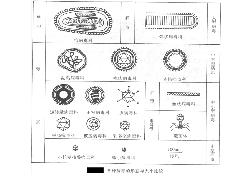 病毒的基本特性.ppt_第3页