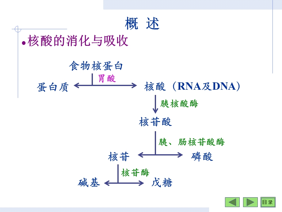 第08章核苷酸.ppt_第2页