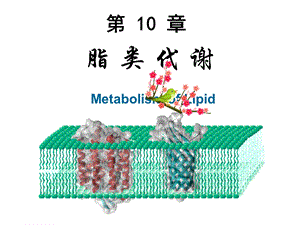 第10章脂代谢Mic演示文稿.ppt