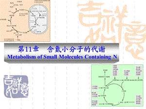 第11章含氮小分子的代谢.ppt