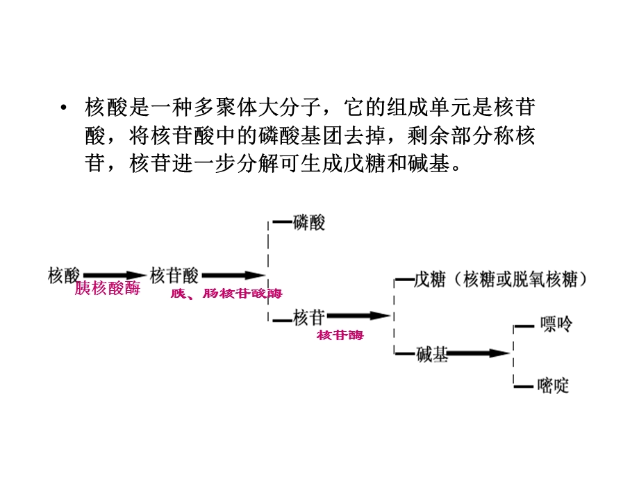 第12章核酸与核苷类药物.ppt_第3页