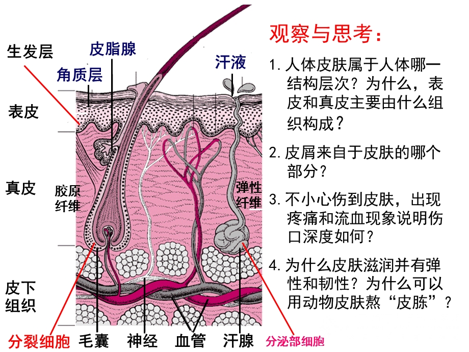 第11章人体代谢废物的排出名师编辑PPT课件.ppt_第3页