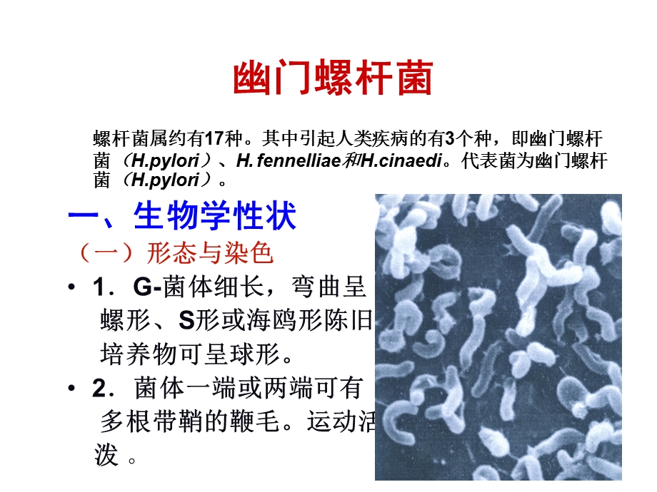 第12章螺杆菌属1.ppt_第3页