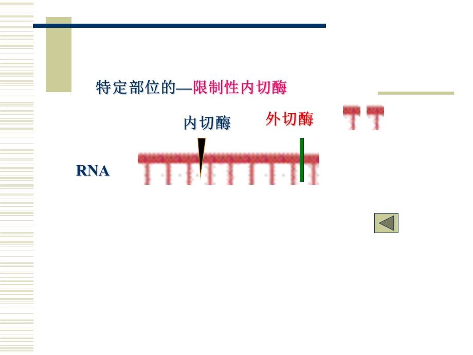 第11章核酸的降解和核苷酸代谢.ppt_第3页