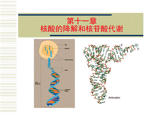 第11章核酸的降解和核苷酸代谢.ppt