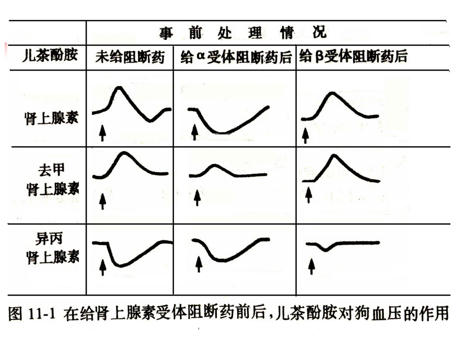 第11章肾上腺素受体阻断药.ppt_第3页