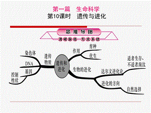 第10课时遗传与进化.ppt