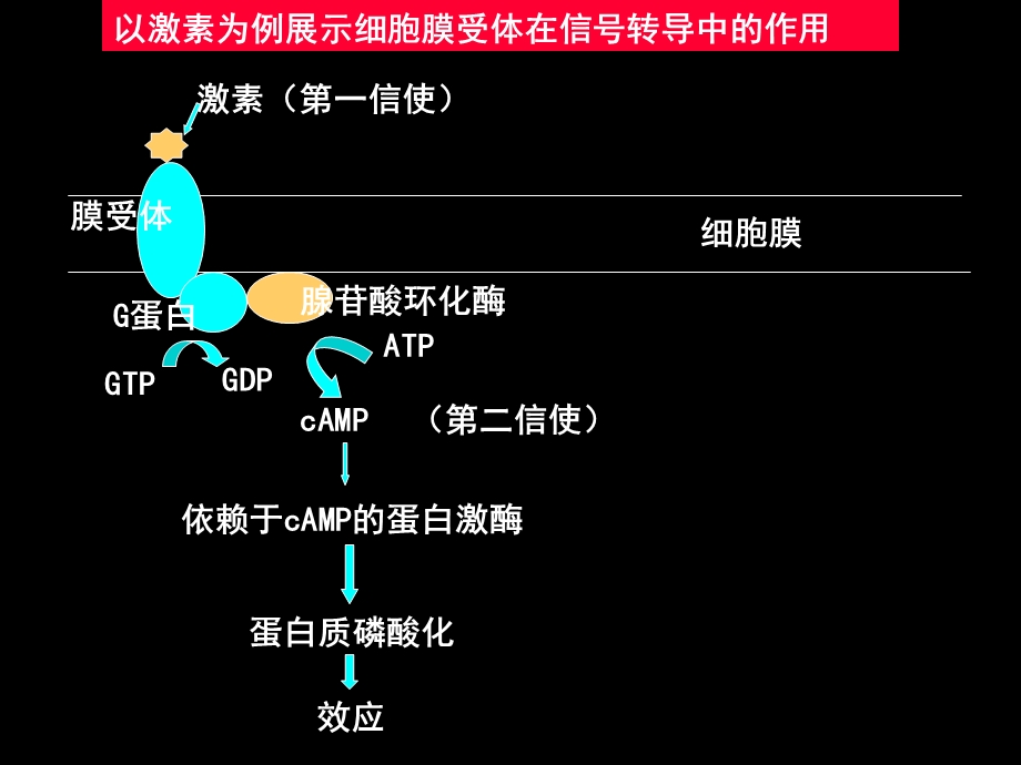 第12章细胞信号转导与疾病名师编辑PPT课件.ppt_第3页