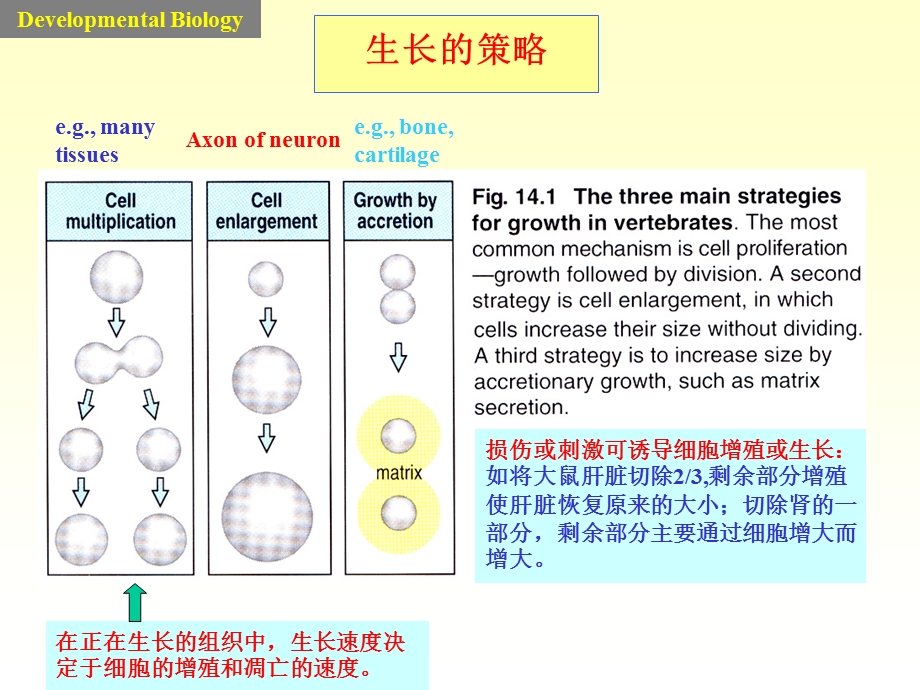 8胚后生长及衰老.ppt_第3页