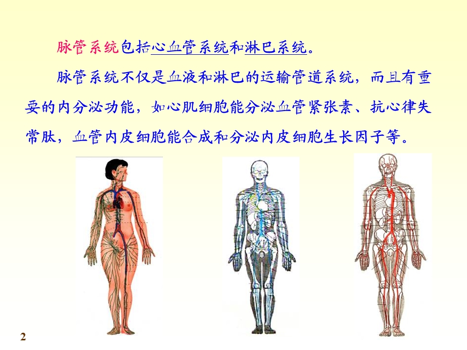 8心血管系统06.ppt_第2页