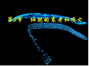 6.3细胞的衰老和凋亡课件3.ppt