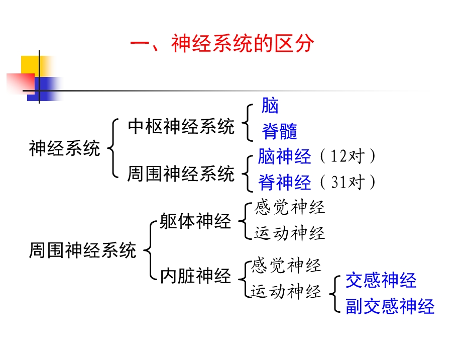 9中枢神经系统.ppt_第2页