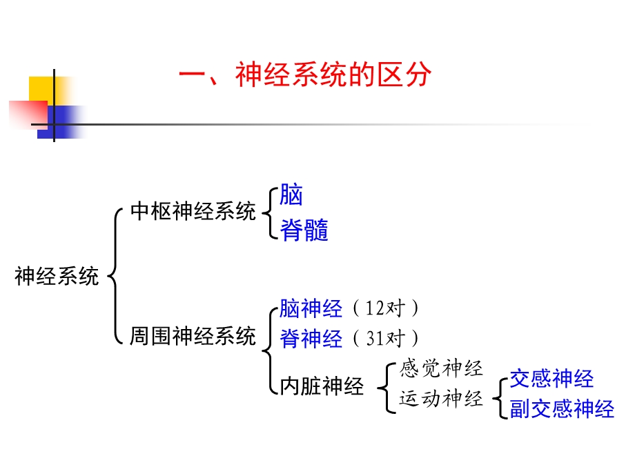 9中枢神经系统.ppt_第3页