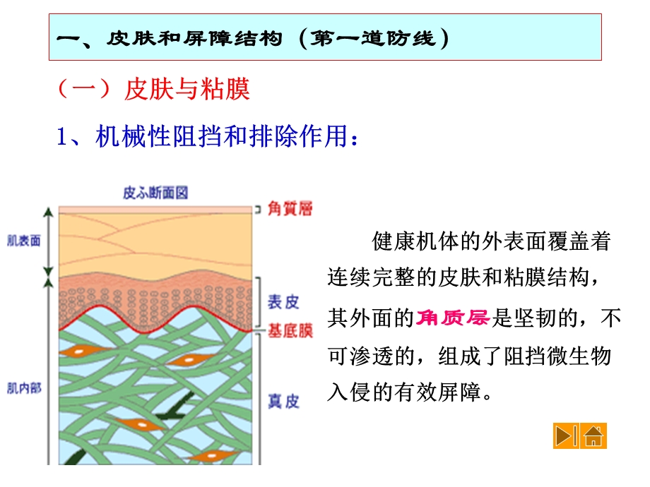 92非特异性免疫.ppt_第3页