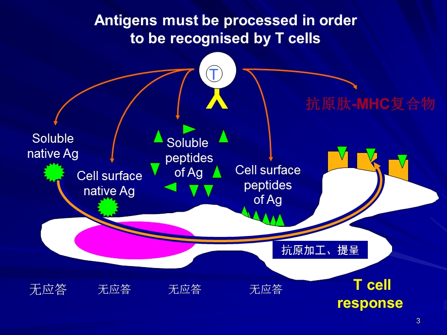 8抗原提呈细胞与抗原的处理及提呈.ppt_第3页