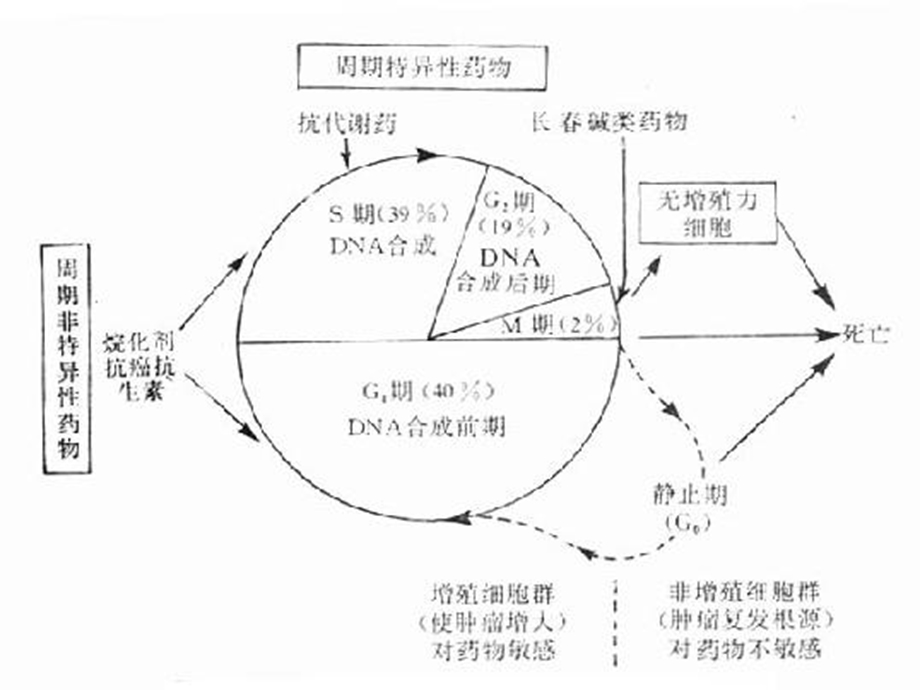 常见化疗药物的使用顺序及机理.ppt_第3页