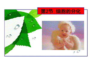 6.2细胞的分化.ppt