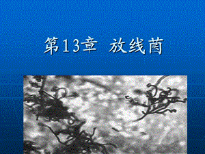 第13章放线菌名师编辑PPT课件.ppt