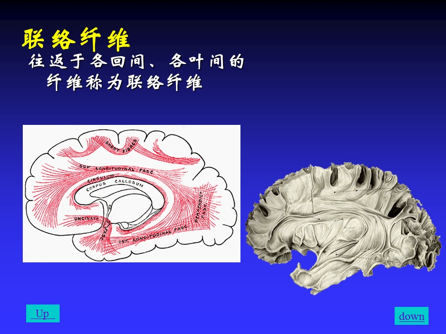 第13章神经系统2.ppt_第2页