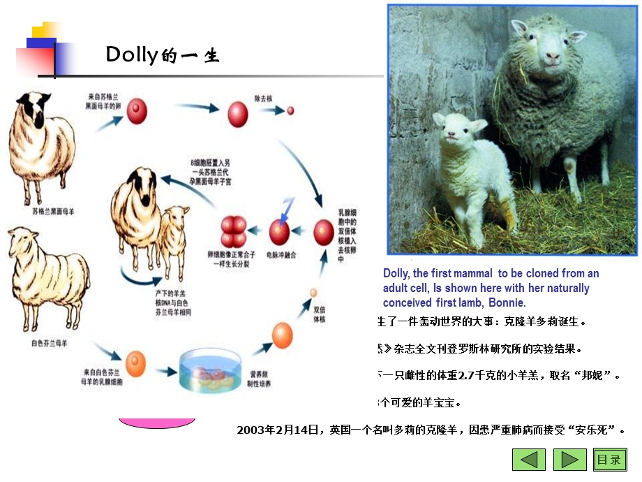 第14章基因工程.ppt_第1页